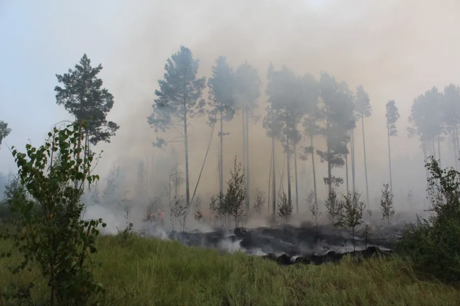 Собрались в выходные в лес? Минлесхоз не рекомендует!